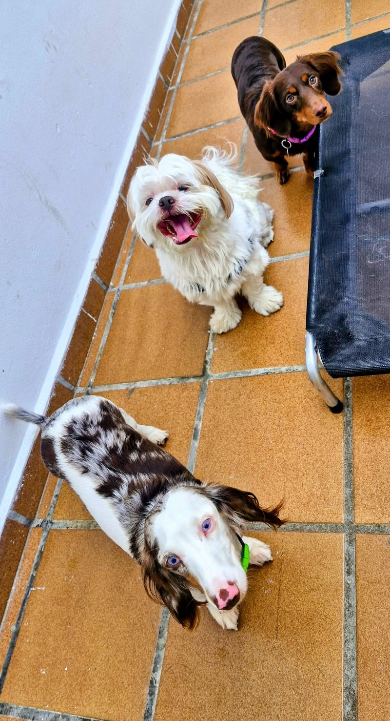 Cachorrinhos da creche