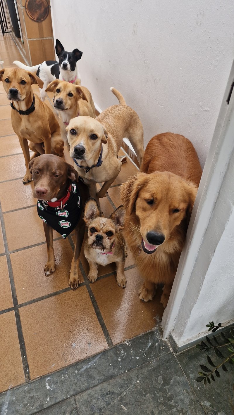 Grupo de cães na rotina