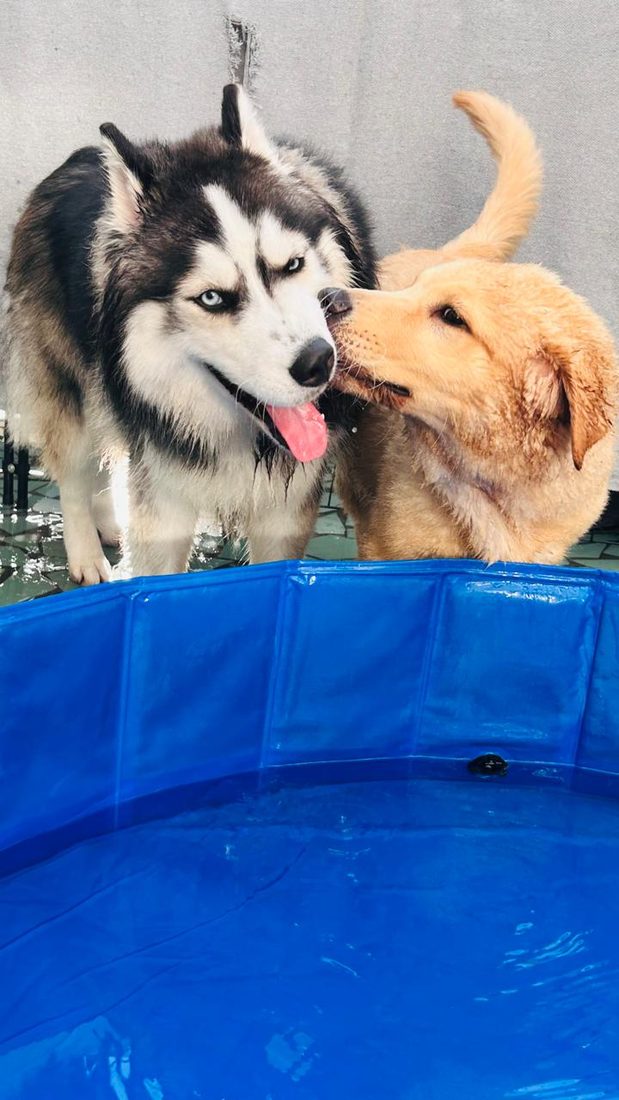 Cachorros felizes na rotina